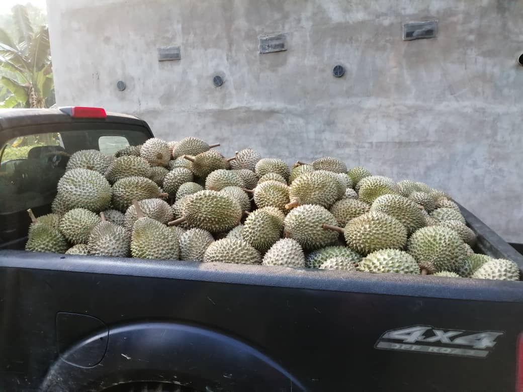 Durian | MK Musang King