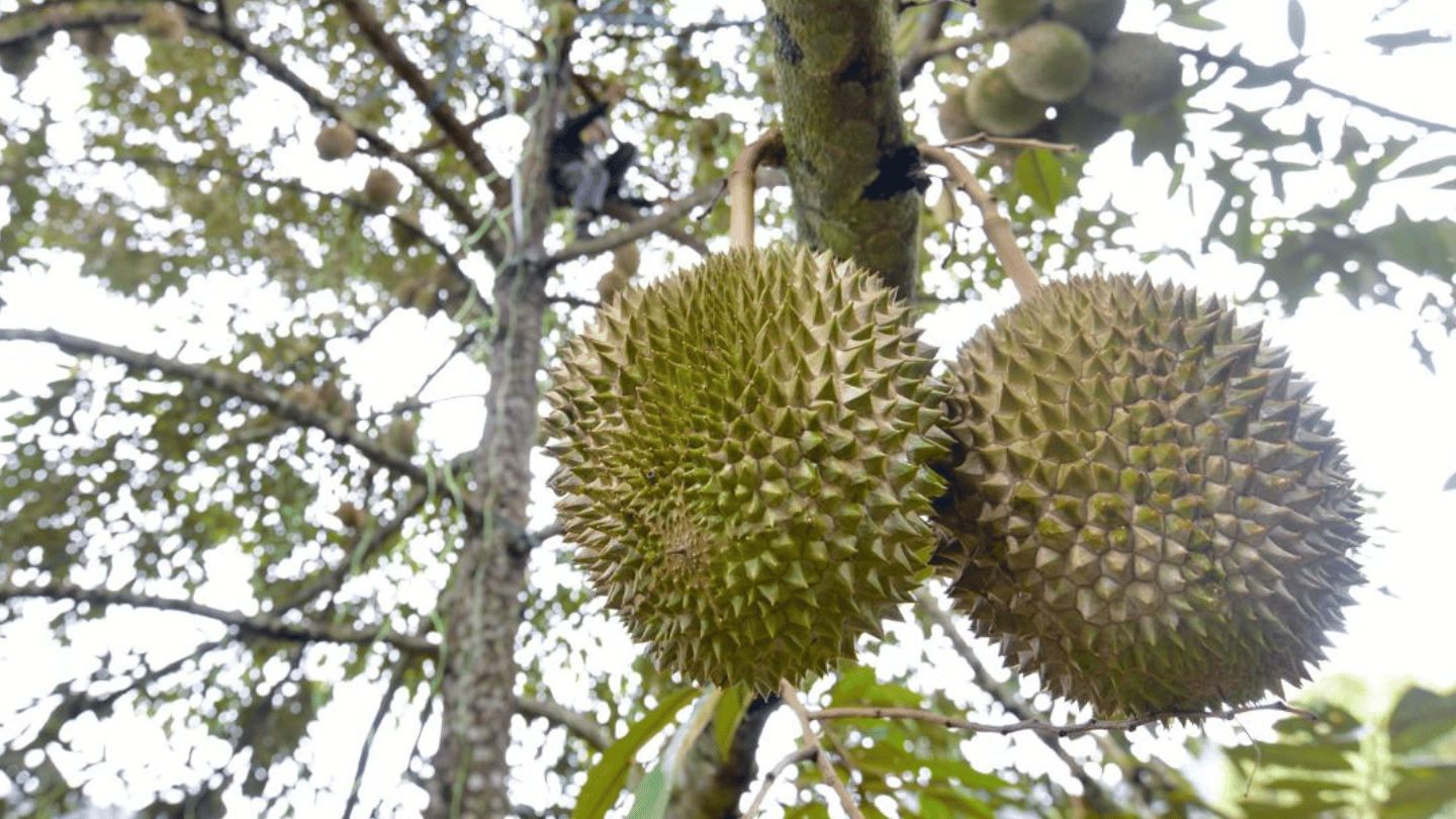 Durian | MK Musang King