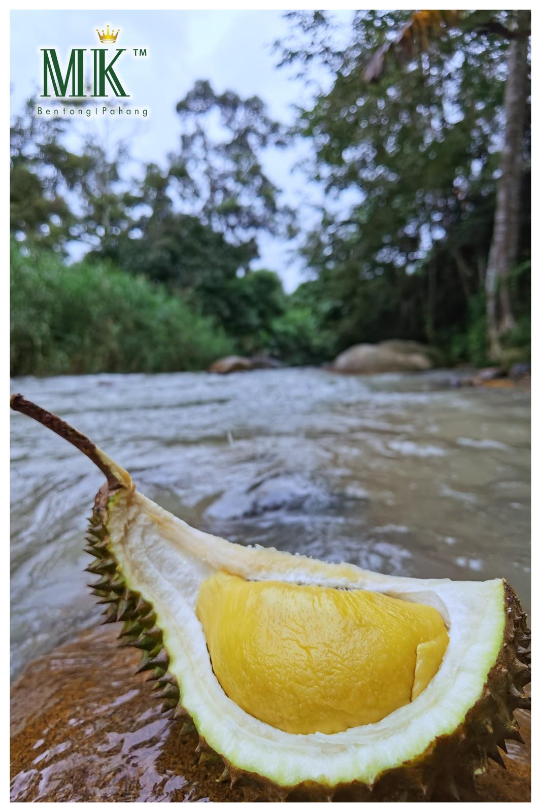 Durian Near Me | MK Musang King