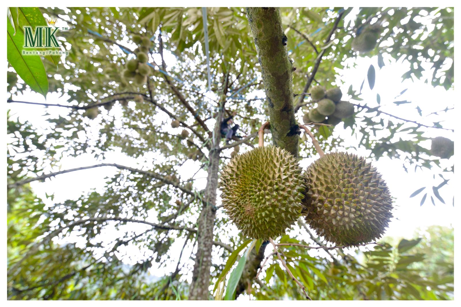 Duriantree | MK Musang King