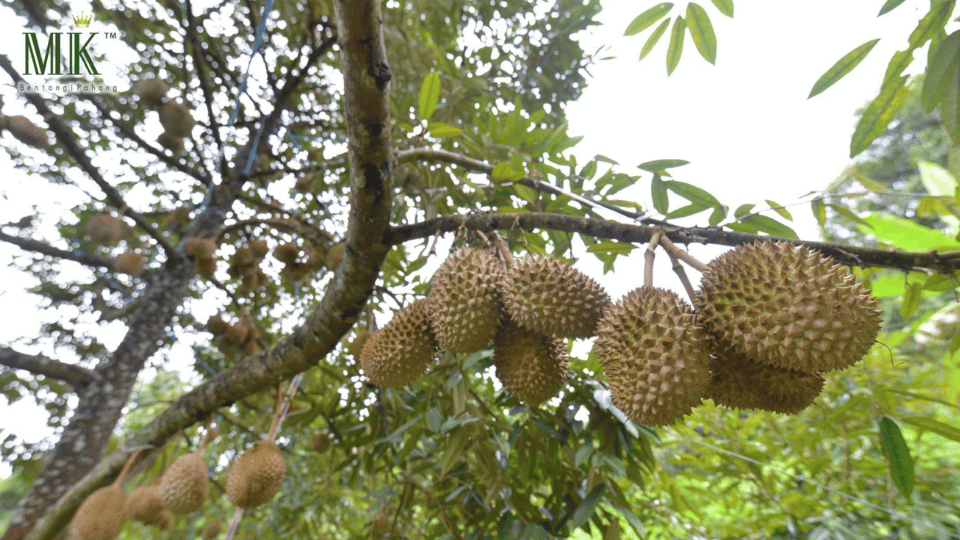 Is Durian Season Now In Singapore | MK Musang King Durian