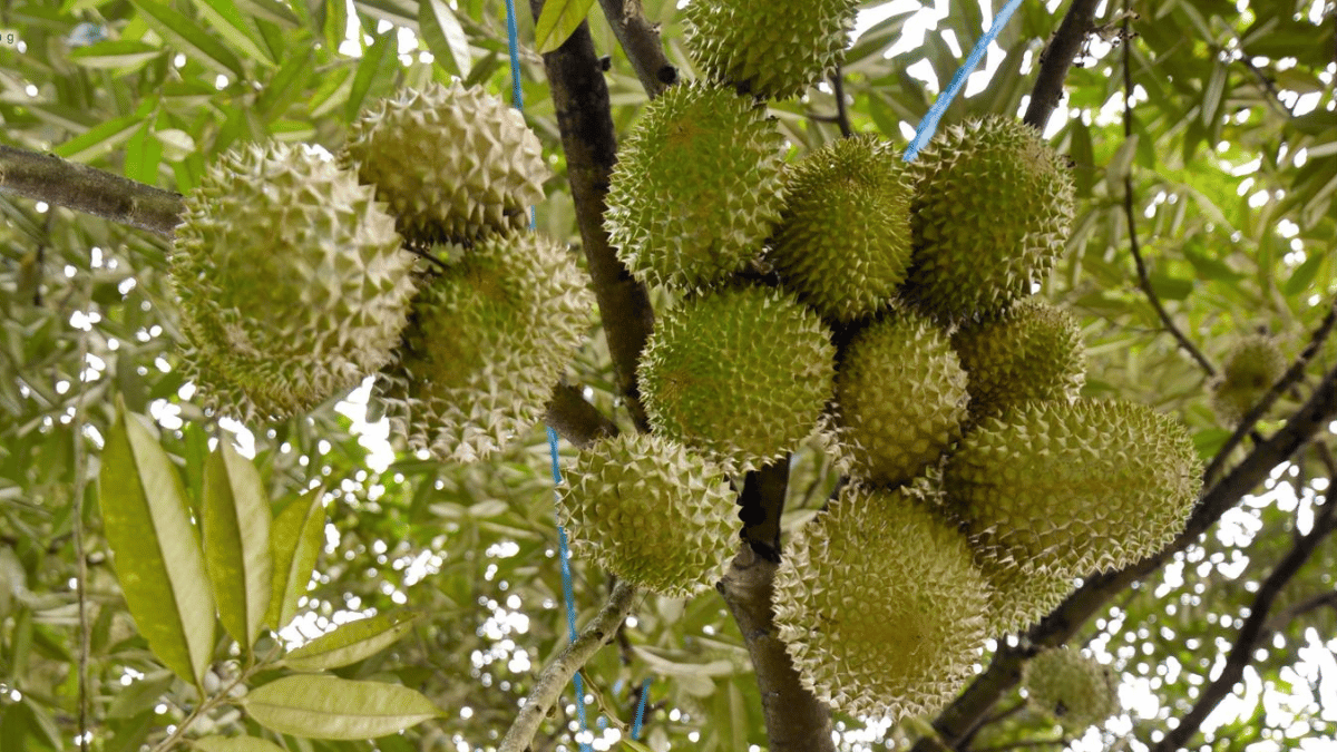 MSW Durian | MK Musang King