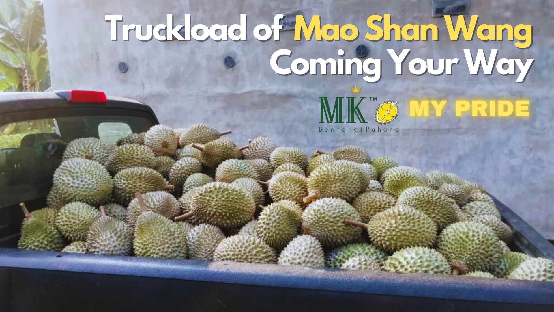 Mao Shan Wang | MK Musang King