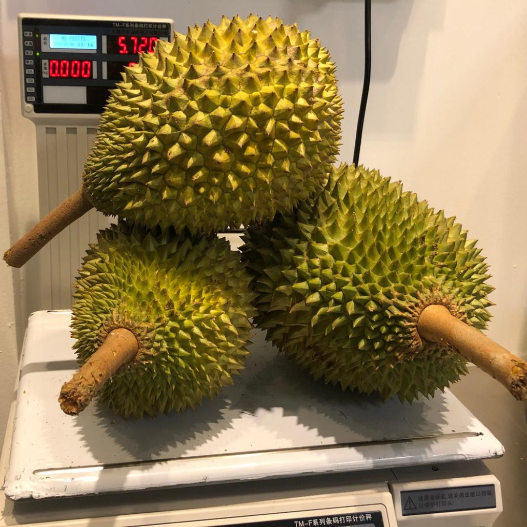 Musang King Durian | MK Musang King