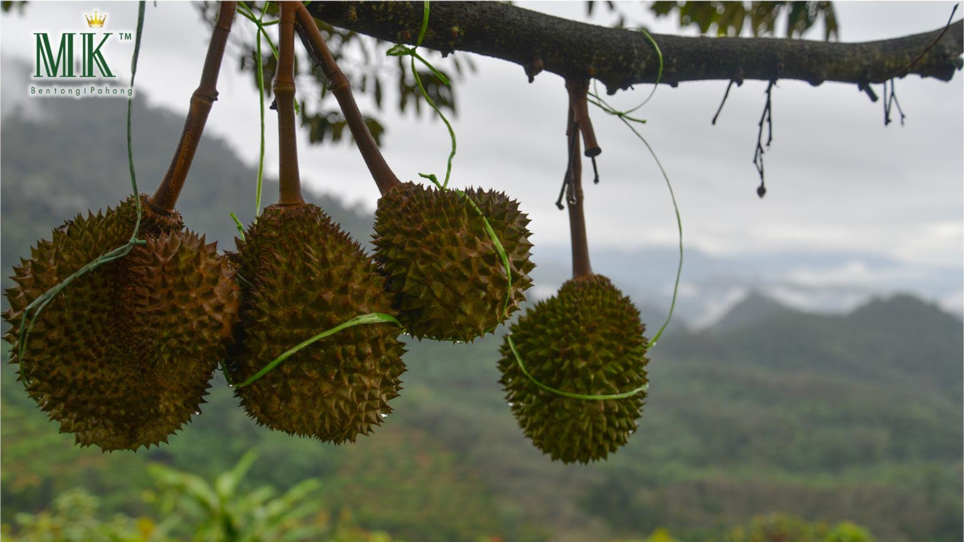 Spike Durian | MK Musang King Singapore