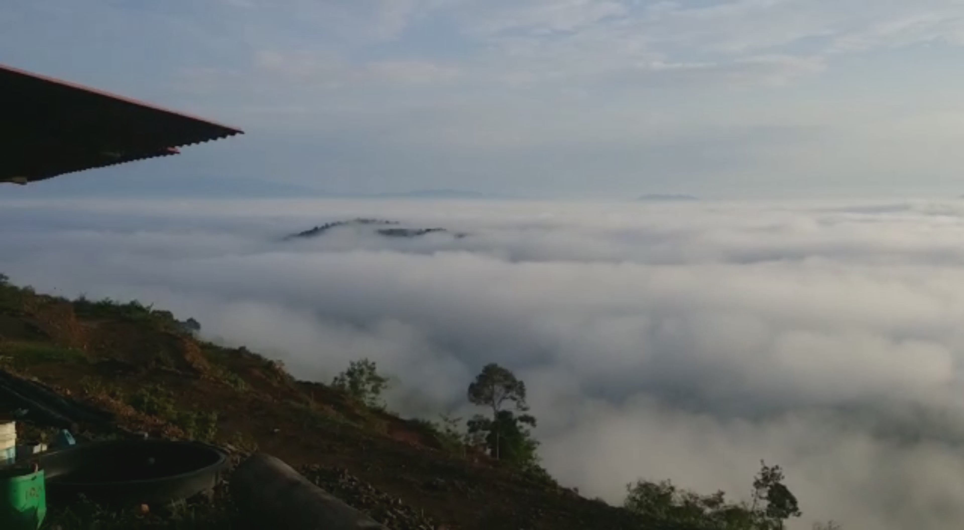 Load video: Bentong Pahang | MK Musang King