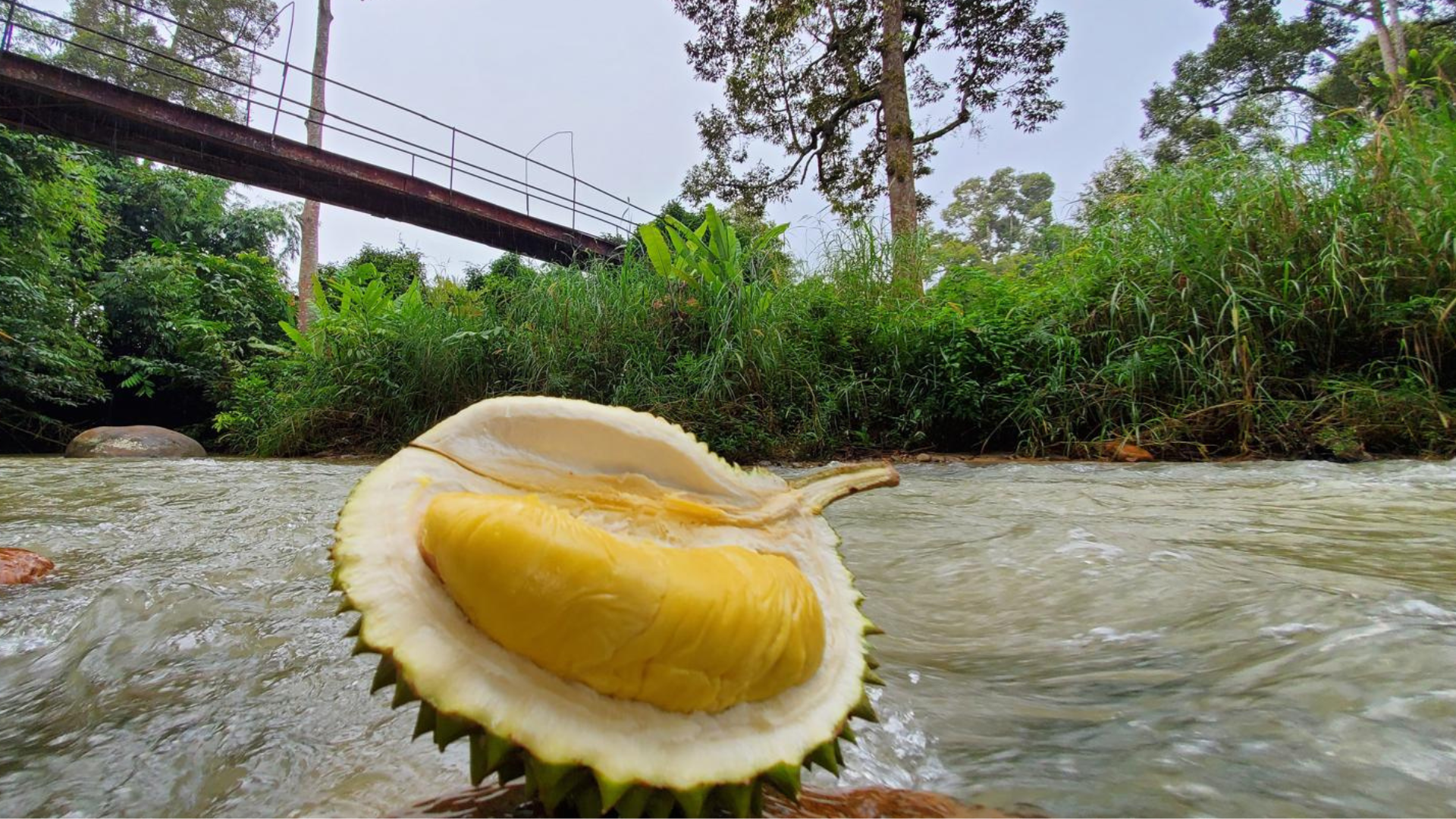 Load video: Durian Malaysia | MK Musang King Durian