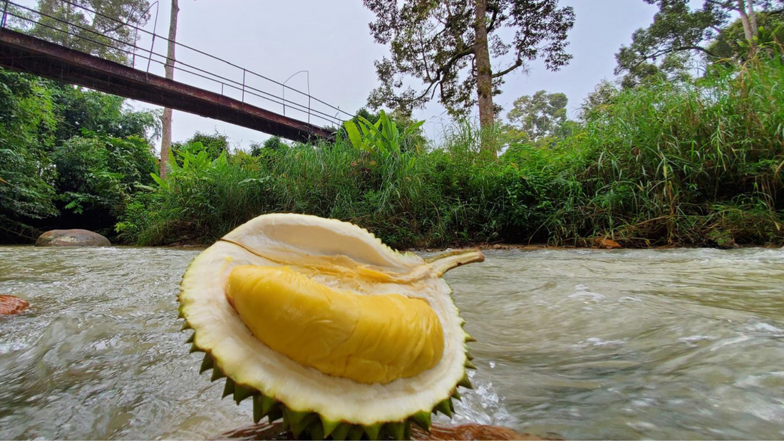 Durian Malaysia | MK Musang King Durian